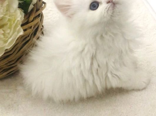 Longhair Mini görsel
