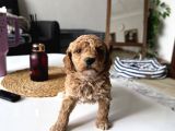 Mükkemmel Uygun Poodle