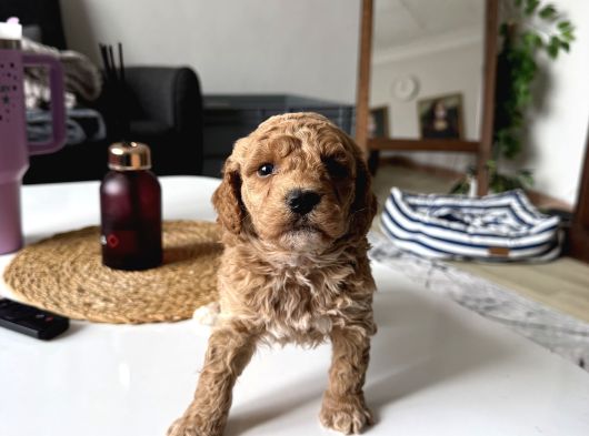 Mükkemmel Uygun Poodle görsel