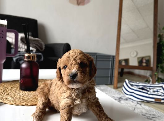 Mükkemmel Uygun Poodle görsel