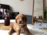 Mükkemmel uygun poodle