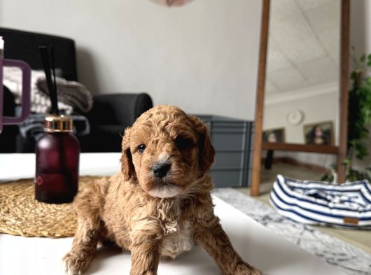Mükkemmel Uygun Poodle