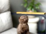 Scottish Fold Ci̇nnamon Yavrum Tesli̇me Hazir