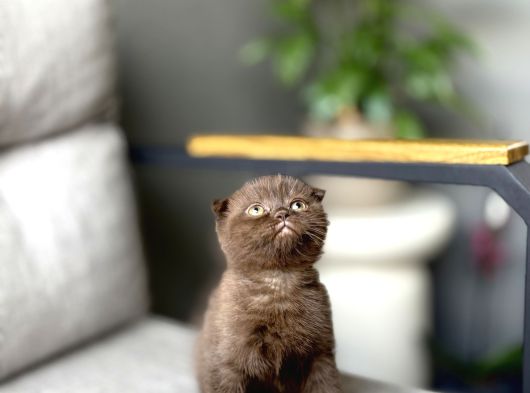Scottish Fold Ci̇nnamon Yavrum Tesli̇me Hazir görsel