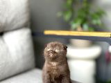 Scottish Fold Ci̇nnamon Yavrum Tesli̇me Hazir