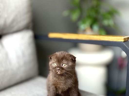 Scottish Fold Ci̇nnamon Yavrum Tesli̇me Hazir görsel