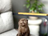 Scottish Fold Ci̇nnamon Yavrum Tesli̇me Hazir