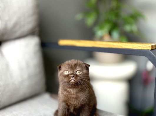 Scottish Fold Ci̇nnamon Yavrum Tesli̇me Hazir görsel