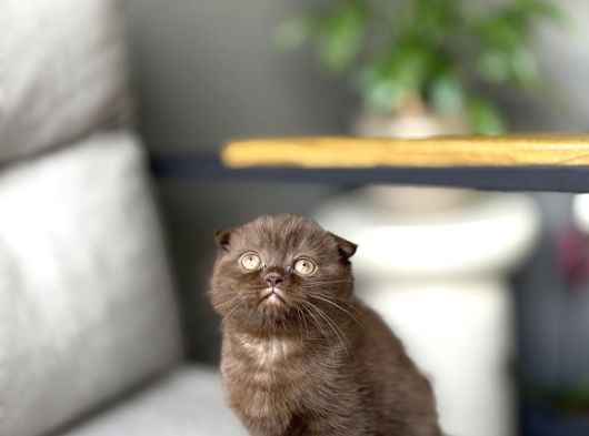 Scottish Fold Ci̇nnamon Yavrum Tesli̇me Hazir görsel