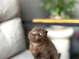SCOTTISH FOLD CİNNAMON YAVRUM TESLİME HAZIR