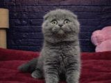 VONALP PET GARANTISIYLE EFSANE GÜZELLİKTE SCOTTİSH FOLD