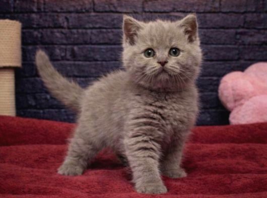VONALP PET GARANTISIYLE EFSANE GÜZELLİKTE BRİTİSH SHORTHAİR