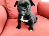 Dişi French Bulldog Yavrusu