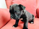 Dişi French Bulldog Yavrusu