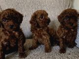 Mi̇ni̇k Poodle Yavrular İçi̇n Ulaşabi̇li̇rsi̇ni̇z