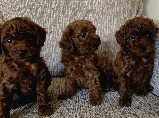 Mi̇ni̇k Poodle Yavrular İçi̇n Ulaşabi̇li̇rsi̇ni̇z görsel