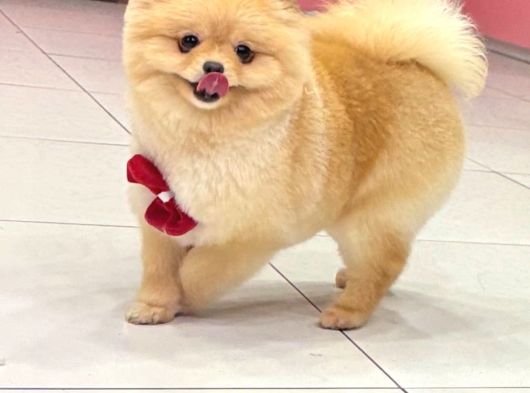 Ayı Surat Safkan Eğitimli Boo görsel