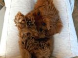 Red Maltipoo