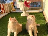 Creamgold Ve Blue Show Güzelli̇kler