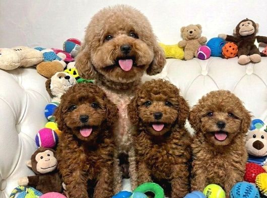 Seçkin Kan Hattına Sahip Toy Poodle Yavrularımız görsel
