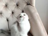 ASALETİYLE DURUŞUYLA GÖRÜNÜŞÜYLE TATLIMI BEBİŞ