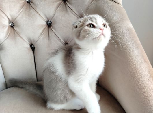 Asaleti̇yle Duruşuyla Görünüşüyle Tatlimi Bebi̇ş görsel