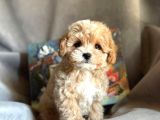 Ev Üretimi A Kalite Malti̇poo Yavrular