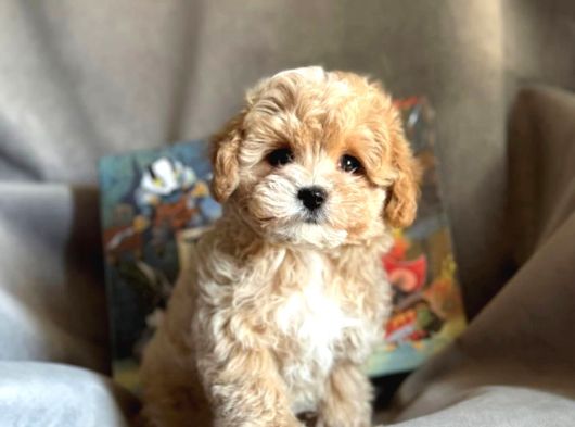 Ev Üretimi A Kalite Malti̇poo Yavrular görsel
