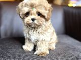 Ev ortamında büyüyen maltipoo yavrularımız