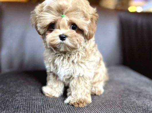 Ev Ortamında Büyüyen Maltipoo Yavrularımız