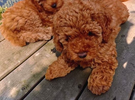 Tr De Daha İyi̇si̇ Yok Efsane Toy Poodle Yavrulari görsel