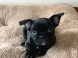 2 AYLIK ERKEK FRENCH BULLDOG YAVRUMUZ  YUVASINI ARIYOR