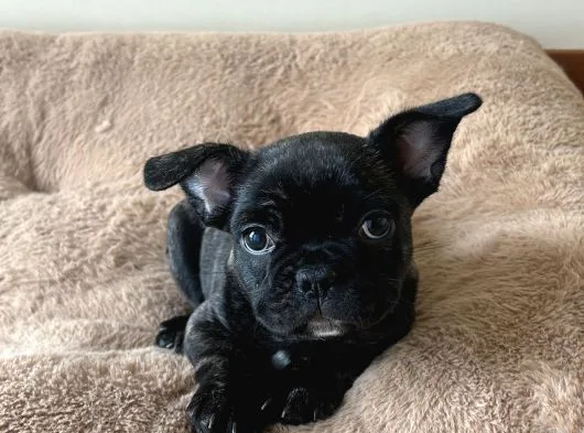 2 Aylik Erkek French Bulldog Yavrumuz  Yuvasini Ariyor