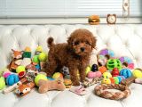 Seçkin Kan Hattına Sahip Toy Poodle Yavrularımız
