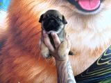 Mükemmel Kalitede Pug Yavrular