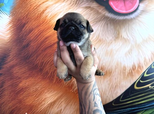 Mükemmel Kalitede Pug Yavrular görsel