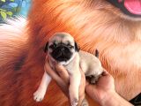 Mükemmel kalitede PUG yavrular