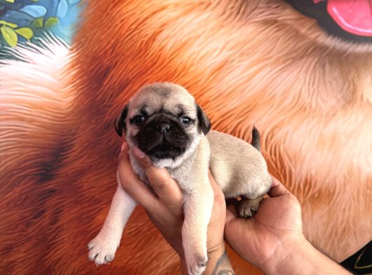 Mükemmel Kalitede Pug Yavrular