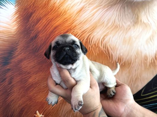 Mükemmel Kalitede Pug Yavrular görsel