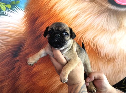 Mükemmel Kalitede Pug Yavrular görsel