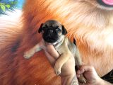 Mükemmel Kalitede Pug Yavrular