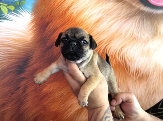 Mükemmel Kalitede Pug Yavrular görsel