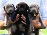 İri Cüsseye Sahip Anatomi Harikası Rottweiler Yavrular