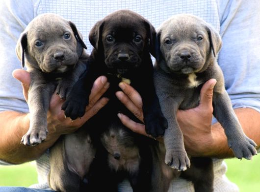 İri Cüsseye Sahip Anatomi Harikası Rottweiler Yavrular görsel
