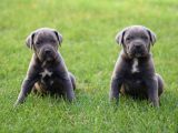 İri Cüsseye Sahip Anatomi Harikası Rottweiler Yavrular