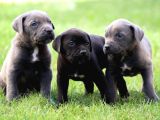 İri Cüsseye Sahip Anatomi Harikası Rottweiler Yavrular