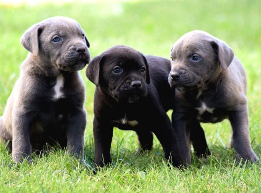 İri Cüsseye Sahip Anatomi Harikası Rottweiler Yavrular görsel