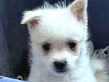 Orjinal chihuahua bebek