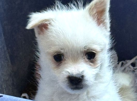 Orjinal Chihuahua Bebek