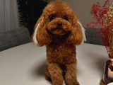 Tr De Daha İyi̇si̇ Yok Efsane Toy Poodle Yavrulari